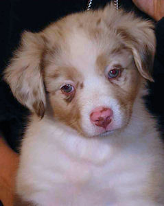 Red Merle female #1, headshot.